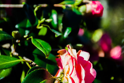 Close-up of flowers blooming outdoors