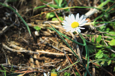 Close-up of white daisy on field