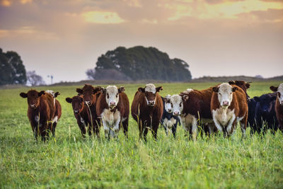 Cows grazing on field against sky during sunset