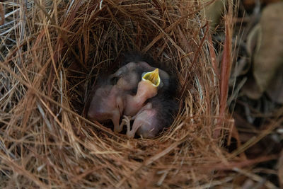 Hatchling bright bluebird sialia sialis in a nest in a tree in naples, florida