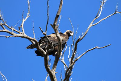Low angle view of eagle perching on bare tree against clear blue sky