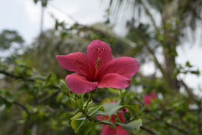 Close-up of pink hibiscus blooming outdoors