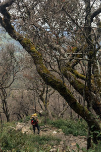 Man walking amidst trees in forest