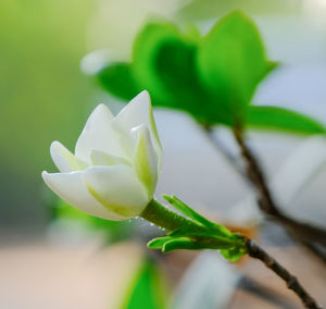 Close-up of white flowering plant