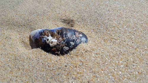 Close-up of crab on sand