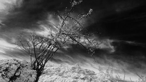 Low angle view of bare tree against cloudy sky