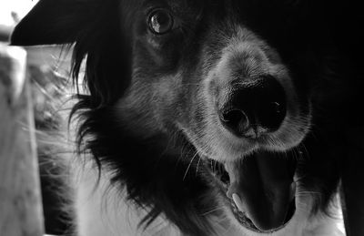 Close-up portrait of a dog