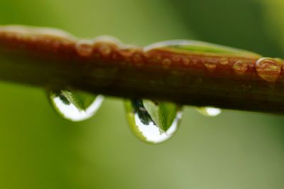 Close-up of water drops on plant