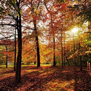 Trees on landscape during sunset