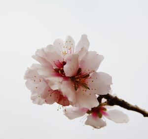 Close-up of apple blossoms in spring against clear sky