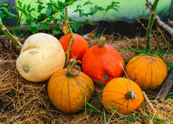 Close-up of pumpkins