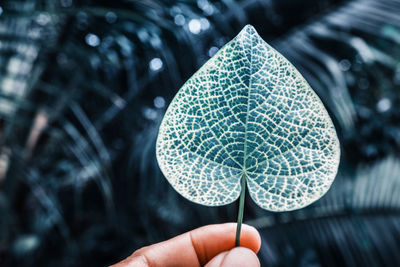 Close-up of hand holding heart -shape green leaf plant