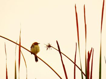 Close-up of bird perching on plant against sky