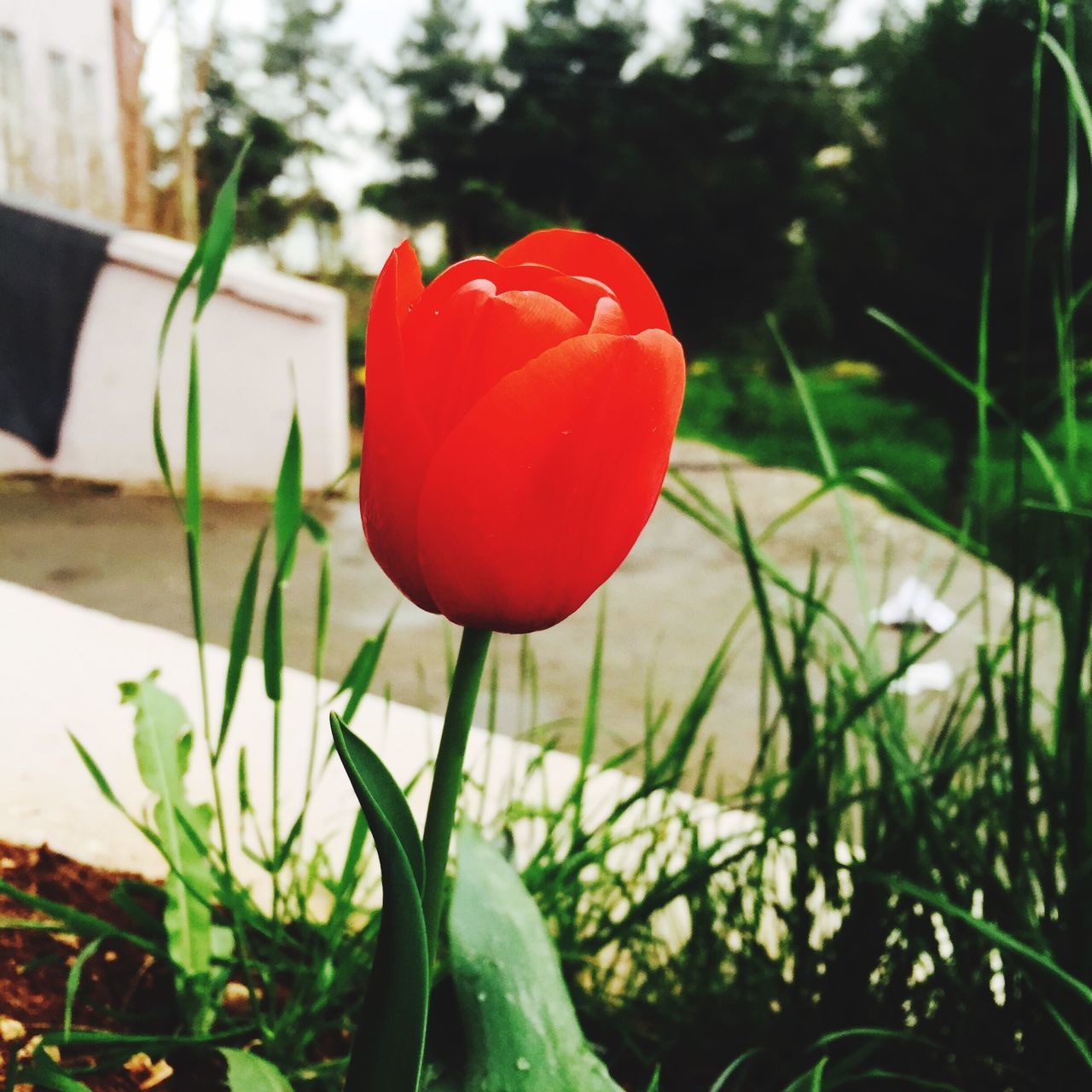 flower, red, petal, freshness, growth, fragility, flower head, plant, focus on foreground, close-up, beauty in nature, tulip, nature, blooming, stem, leaf, bud, field, single flower, in bloom