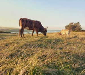 Horse grazing in the field