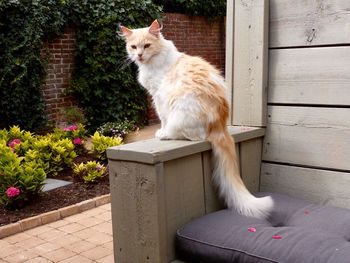 Portrait of cat sitting outdoors