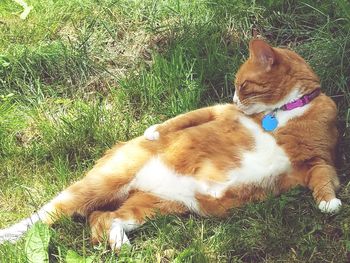 Cat lying on grass