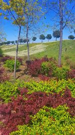 Scenic view of flowering trees on field against sky