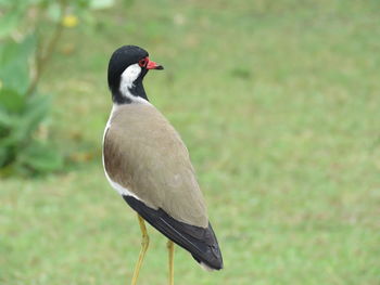 Close-up of bird perching on a land