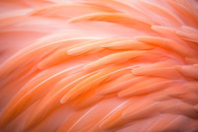Full frame shot of american flamingo feathers