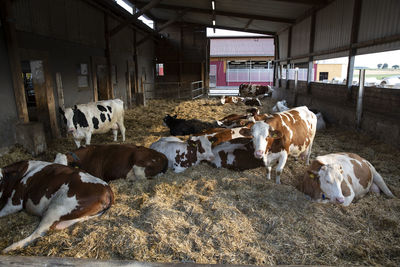 Livestock dairy