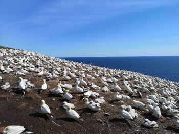 Seagulls on beach against sky