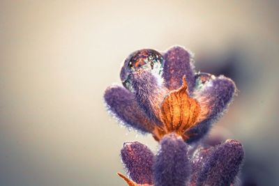 Close-up of fly on flower against white background