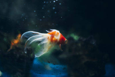 Close-up of fish swimming in sea