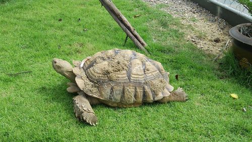 High angle view of tortoise on grass