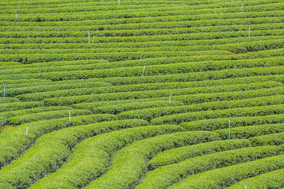 Full frame shot of green tea plantation