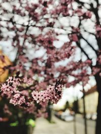 Close-up of cherry blossom