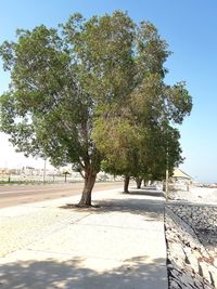 View of trees on sunny day