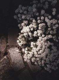 High angle view of white flowering plant