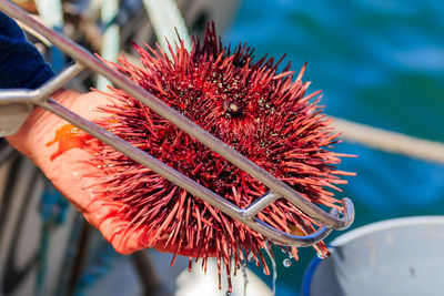 Sea urchins on