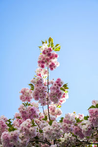 Low angle view of pink cherry blossoms against clear sky