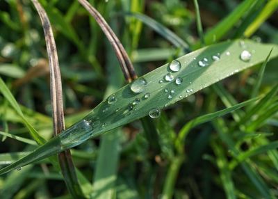 Close-up of wet plant during rainy season