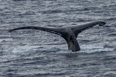 Humpback tail, maui - hawaii