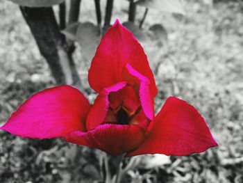 Close-up of red hibiscus blooming outdoors