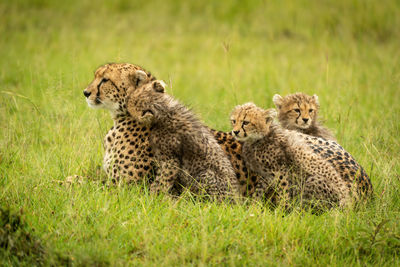 Cheetah lying on grass surrounded by cubs