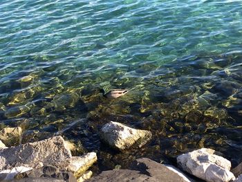 High angle view of turtle in sea