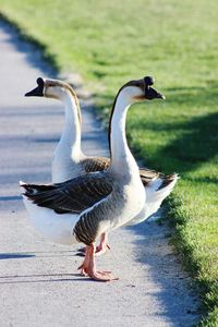 Chinese geese standing on footpath at park