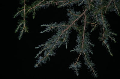 Close-up of tree against black background