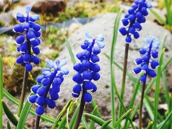 Close-up of purple flowering plants on field