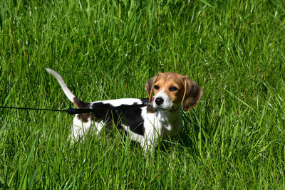 Really cute beagle puppy dog looking back over his shoulder.