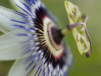 Close-up of purple flowering plant