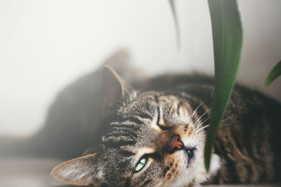 Close-up of a cat looking away