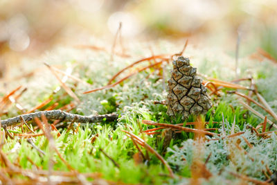 Close-up of pine cone on field