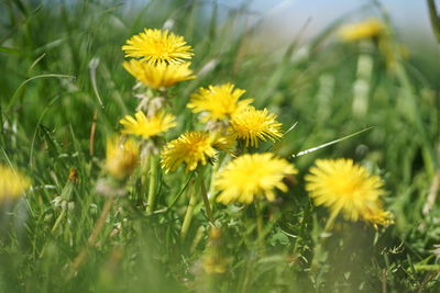 Close-up of yellow flowering plants on field