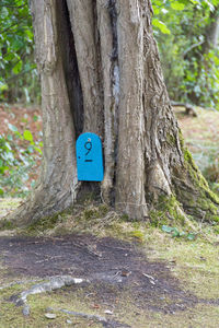 Close-up of tree trunk