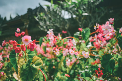 Close-up of red flowering plants